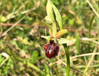 Ophrys sphegodes Avesa, Verona