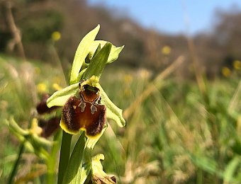 Ophrys sphegodes Avesa, Verona