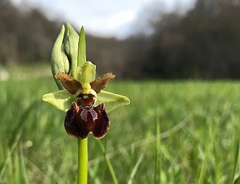 Ophrys sphegodes Avesa, Verona