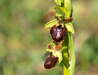 Ophrys sphegodes Avesa, Verona