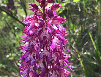 Orchis purpurea x militaris Lessinia (VR)