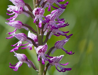 Orchis simia x militaris? Marezzane (VR)