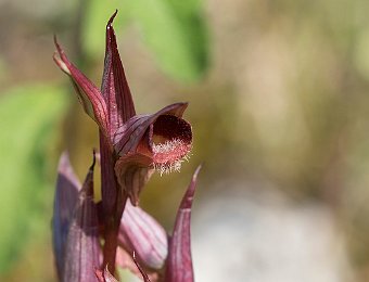 Serapias vomeracea Sicilia orientale