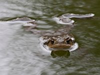 maudoc.com • Common Toad - Rospo comune - Bufo bufo •  rospocomune07.jpg : Rospo comune