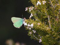 maudoc.com • Callophrys rubi •  IMG_5971.jpg   Callophrys rubi : Callophrys rubi, Farfalla