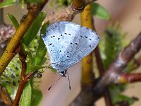 maudoc.com • Celastrina argiolus •  IMG_0386.jpg   Celastrina argiolus : Celastrina argiolus, Farfalla