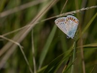 maudoc.com • Polyommatus icarus •  IMG_3308.jpg   Polyommatus icarus : Farfalla, Polyommatus icarus