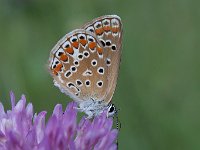 maudoc.com • Polyommatus icarus •  Polyommatus_icarus23.jpg   Polyommatus icarus  female : Farfalla