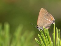 maudoc.com • Satyrium spini •  IMG_9027.jpg   Satyrium spini : Satyrium spini, Farfalla