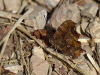 maudoc.com • Polygonia c-album •  IMG_1224.jpg   Polygonia c-album : Polygonia c-album