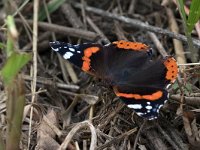 maudoc.com • Vanessa atalanta •  IMG_3625.jpg   Vanessa atalanta : Vanessa atalanta, Farfalla