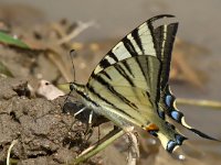 maudoc.com • Iphiclides podalirius •  Iphiclides podalirius_IMG 7409.jpg   Iphiclides podalirius : Podalirio - Iphiclides podalirius