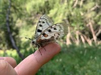 maudoc.com • Parnassius apollo •  IMG_7624.jpg   Parnassius apollo : Farfalla, Parnassius apollo