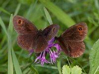 maudoc.com • Erebia aethiops •  IMG_8306.jpg   Erebia aethiops : Erebia, Farfalla