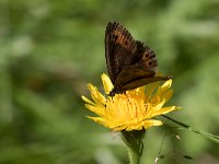 maudoc.com • Erebia ligea •  IMG_0432.jpg   Erebia ligea : Farfalla, Erebia, Erebia ligea