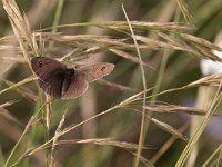 maudoc.com • Erebia ottomana •  IMG_9363.jpg   Erebia ottomana : Farfalla, Erebia, Erebia ottomana