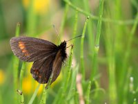 maudoc.com • Erebia pharte •  IMG_2882.jpg   Erebia pharte : Erebia pharte