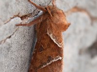 maudoc.com • Hepialidae •  IMG_4459.jpg   Triodia sylvina : Falena