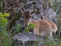 maudoc.com • Iberian Ibex - Stambecco iberico - Capra pyrenaica •  IMG_0457.jpg : Stambecco iberico