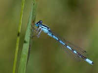 maudoc.com • Azzurrina portacalice - Enallagma cyathigerum •  Enallagma_cyathigerum03.jpg   Azzurrina portacalice - Enallagma cyathigerum : Libellula