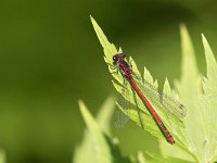 maudoc.com • Scintilla zampenere - Pyrrhosoma nymphula •  IMG_2541.jpg   Scintilla zampenere - Pyrrhosoma nymphula : Libellula