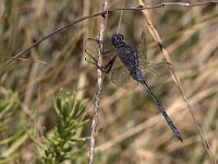 maudoc.com • Frecciazzurra meridionale - Orthetrum trinacria •  IMG_7726.jpg : Libellula