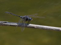 maudoc.com • Frecciazzurra meridionale - Orthetrum trinacria •  IMG_7844.jpg : Libellula