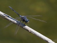 maudoc.com • Frecciazzurra meridionale - Orthetrum trinacria •  IMG_7853.jpg : Libellula