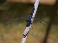 maudoc.com • Frecciazzurra meridionale - Orthetrum trinacria •  IMG_7863.jpg : Libellula