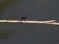 maudoc.com • Frecciazzurra meridionale - Orthetrum trinacria •  IMG_8028.jpg : Libellula