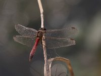 maudoc.com • Cardinale padano - Sympetrum depressiusculum •  IMG_3967.jpg : Libellula