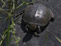 maudoc.com • European Pond Turtle - Testuggine palustre europea - Emys orbicularis •  IMG_6160.jpg : Testuggine palustre