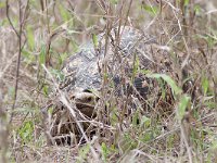 maudoc.com • Leopard Tortoise - Tartaruga leopardo - Stigmochelys pardalis •  testudo_ZA01.jpg : Tartaruga